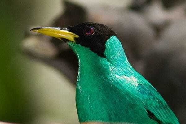 Riviera Maya: Puerto Morelos 4-Hour Bird Watching Tour - Who will enjoy this tour most