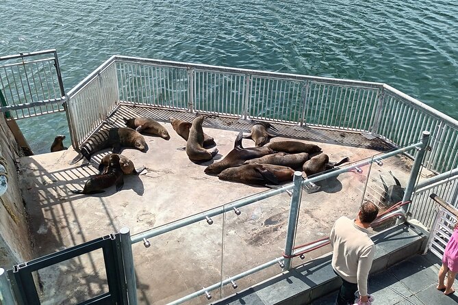 Robben Island Cape Of Good Hope Penguins Including Ferry Ticket - Why this combination works so well