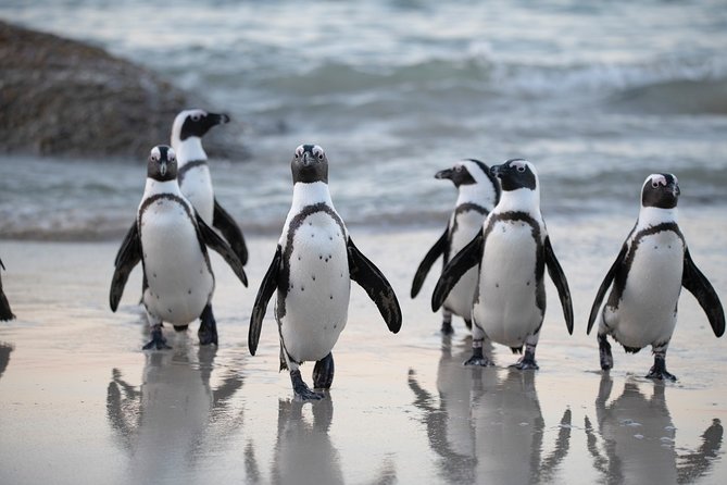 Robben Island Tickets, Penguins & Cape of Good Hope Private Tour - What the private guiding adds