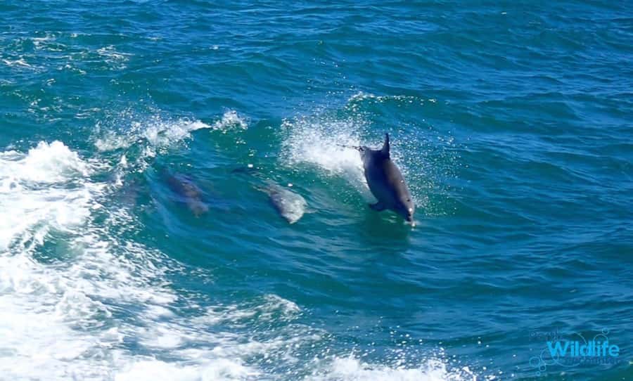 Rockingham: Shoalwater Islands, Dolphins, and Sea Lions Tour - Five things to know before you go