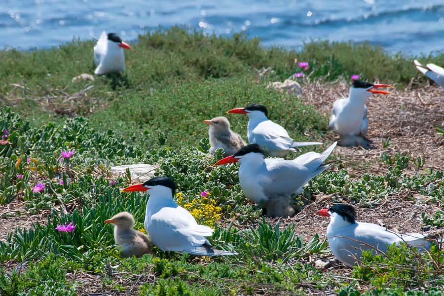 Rockingham: Shoalwater Islands, Dolphins, and Sea Lions Tour - Why Shoalwater is worth the short trip from Perth