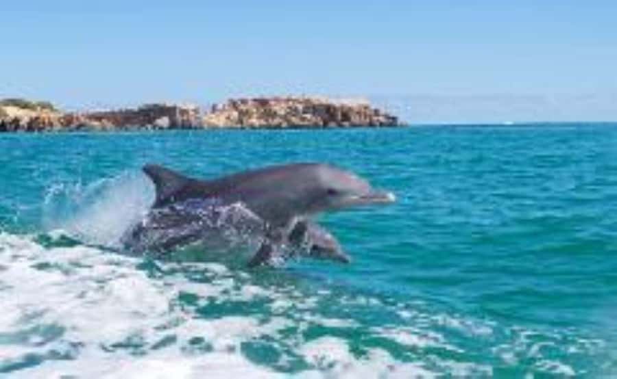 Rockingham: Shoalwater Islands, Dolphins, and Sea Lions Tour - The 60-minute cruise around three islands
