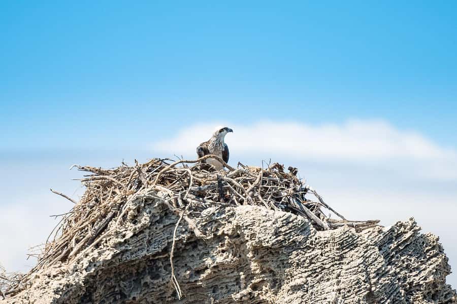 Rockingham: Shoalwater Islands, Dolphins, and Sea Lions Tour - Dolphins, birds, and the pleasure of looking carefully