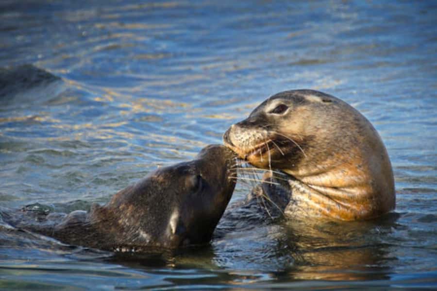 Rockingham: Shoalwater Islands, Dolphins, and Sea Lions Tour - What Penguin Island adds, and what it does not