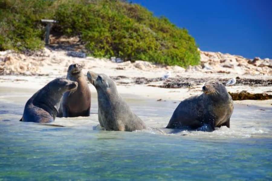 Rockingham: Shoalwater Islands, Dolphins, and Sea Lions Tour - Checking in at Penguin Island Visitors Centre
