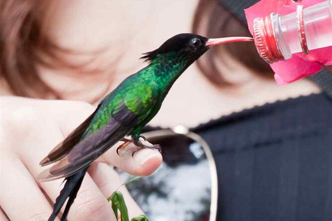 Rockland Bird Sanctuary plus Montego Bay Highlights & Shopping Private Tour - Is the $123 price good value?