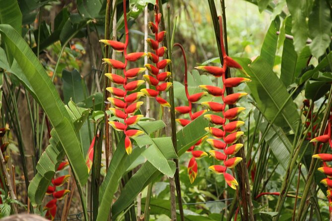 Rockland Bird Sanctuary plus Montego Bay Highlights & Shopping Private Tour - Timing, weather, and practical limits