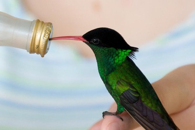 Rockland Bird Sanctuary Tour [Transportation] Hotel Pick-Up - What the private hotel transfer adds