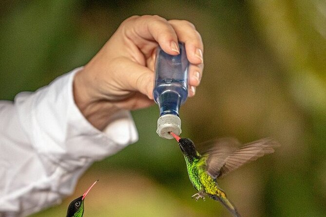 Rockland's Bird Sanctuary Tour from Montego Bay/ Falmouth - Private transportation from Montego Bay or Falmouth