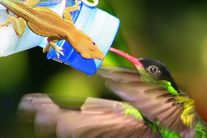 Rockland's Bird Sanctuary Tour from Montego Bay/ Falmouth - Is the $70 price good value?