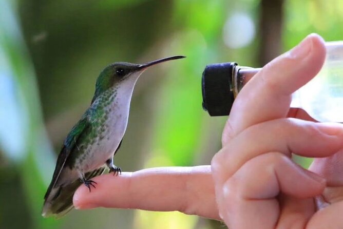 Rocklands Bird Sanctuary and Montego Bay Highlights - Key points to know before you go