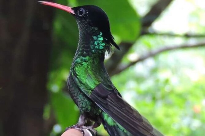 Rocklands Bird Sanctuary and Montego Bay Highlights - Why Rocklands Bird Sanctuary is worth your time