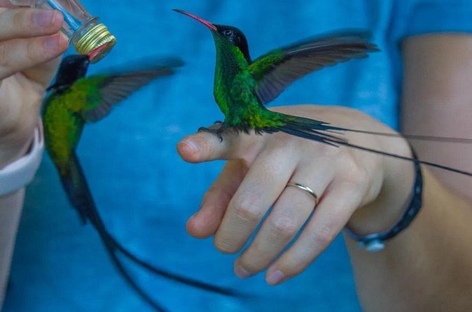 Rocklands Bird Sanctuary and Montego Bay Highlights - What the $120 price includes