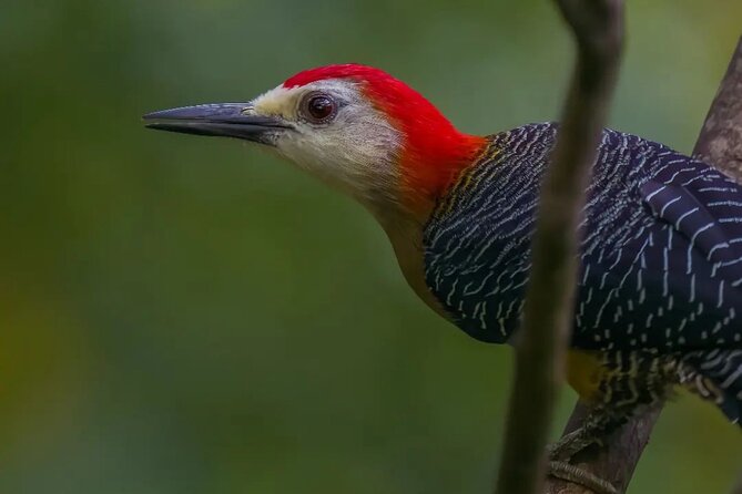 Rocklands Bird Sanctuary and Montego Bay Highlights - Who will enjoy this outing most