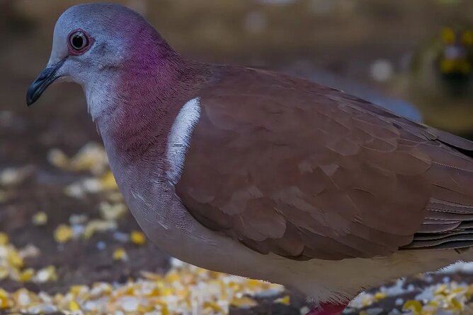 Rocklands Bird Sanctuary and Montego Bay Highlights - How this compares with a typical Montego Bay outing