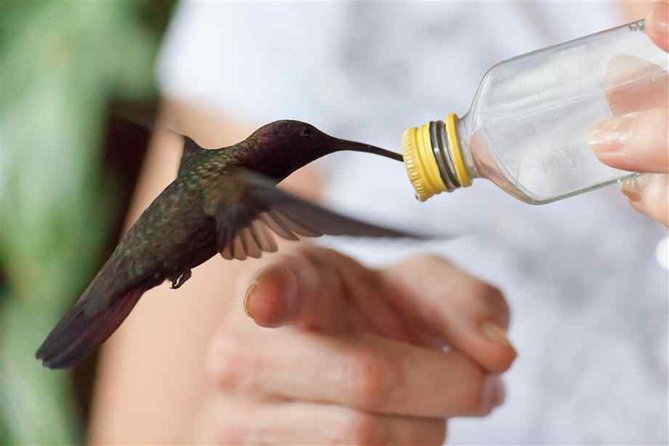 Rocklands Bird Sanctuary and Montego Bay Highlights Tour from Falmouth - Richmond Hill and the changing view