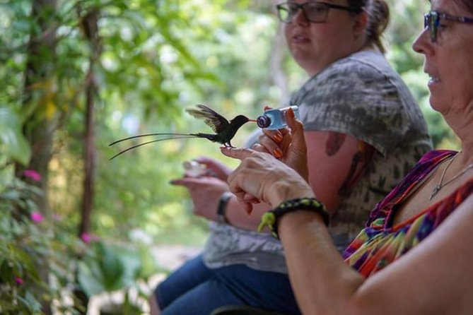 Rocklands Bird Sanctuary & City Highlights plus Shopping from Montego Bay - Why Rocklands deserves the morning
