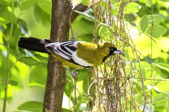 Rocklands Bird Sanctuary & City Highlights plus Shopping from Montego Bay - St James Parish Church adds a quieter historical stop