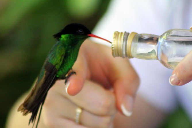 Rocklands Bird Sanctuary & City Highlights plus Shopping from Montego Bay - What the $135 price really includes
