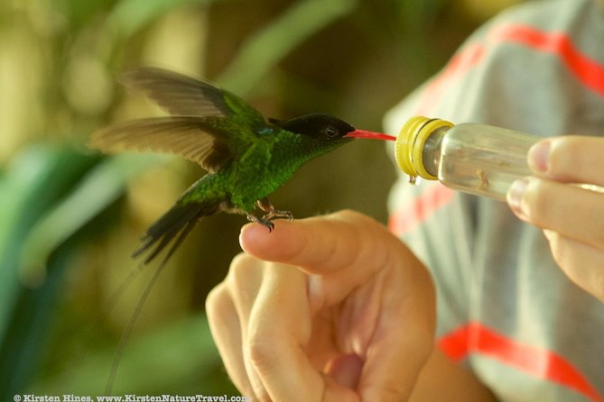 Rocklands Bird Sanctuary & City Highlights plus Shopping from Montego Bay - Timing, walking, and what to bring