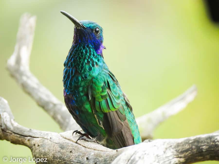 Salento: hike to learn about Birds - Three hours among birds near Salento