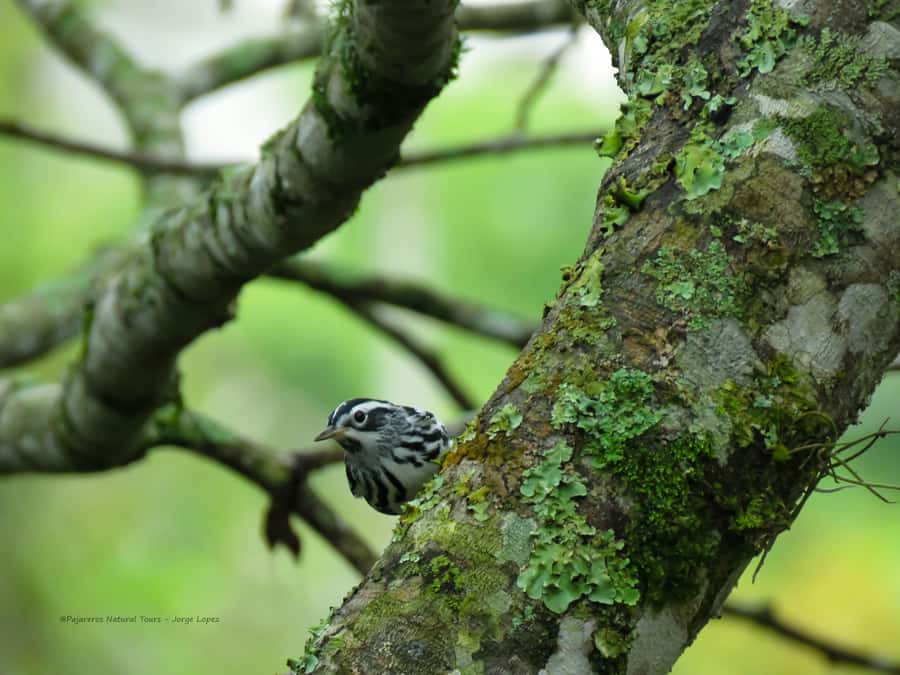 Salento: hike to learn about Birds - What makes Jorge such a useful guide