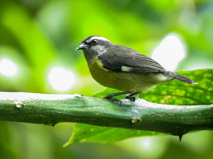 Salento: hike to learn about Birds - Who will enjoy this experience most