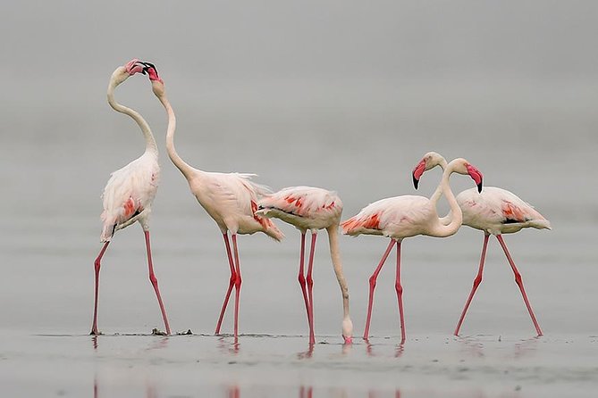 Sambhar Tour - temples, salt lake, bird watching, heritage walk - Key Things to Know Before You Go