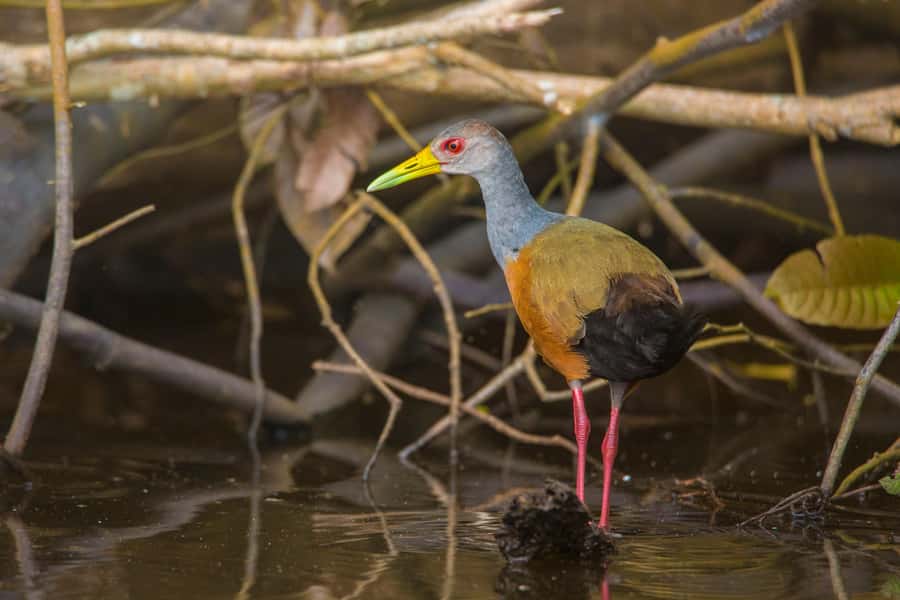 Sandoval Lake & Parrot Clay lick 3 Days/2 Nights - Reaching Monte Amazonico Lodge on day one