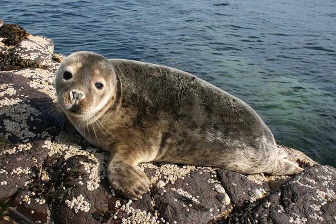 Seabird & Seal Farne Islands Cruise. 1.5 hours long. Departing from Seahouses. - Key points to know before sailing