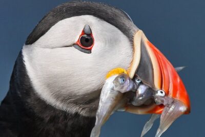 Seabird & Seal Farne Islands Cruise. 1.5 hours long. Departing from Seahouses.