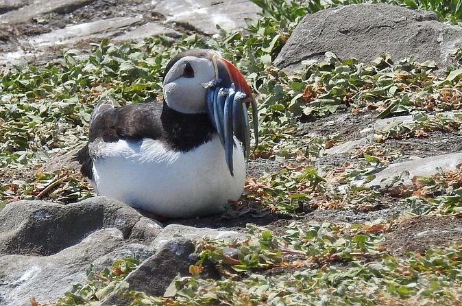 Seabird & Seal Farne Islands Cruise. 1.5 hours long. Departing from Seahouses. - Longstone Lighthouse and Grace Darling