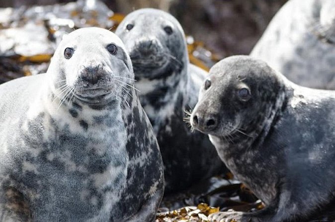 Seabird & Seal Farne Islands Cruise. 1.5 hours long. Departing from Seahouses. - What the price gives you