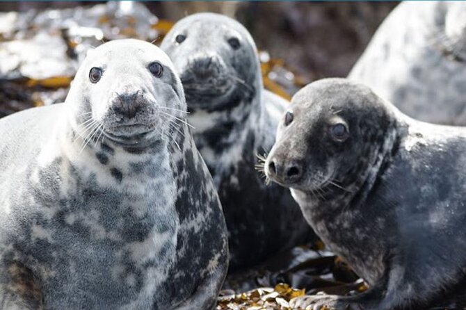 Seabird & Seal Farne Islands Cruise. 1.5 hours long. Departing from Seahouses. - Who will enjoy this cruise most