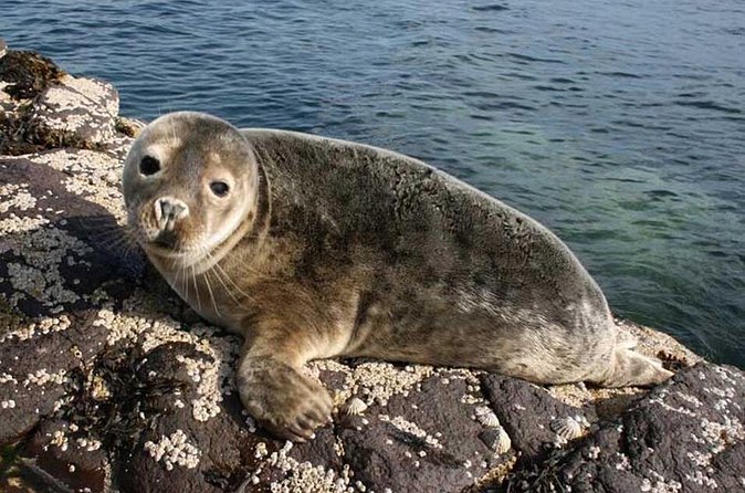 Seabird & Seal Farne Islands Cruise. 1.5 hours long. Departing from Seahouses. - Timing, weather, and cancellation terms