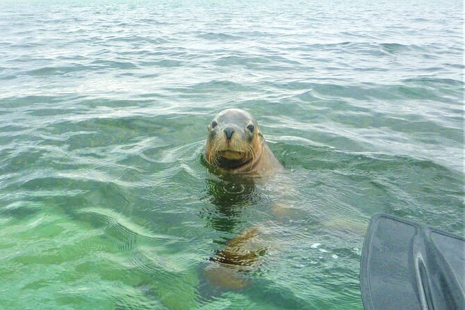 Seal Island and Penguin Island or Point Peron Sea Kayak Tour - Key points at a glance