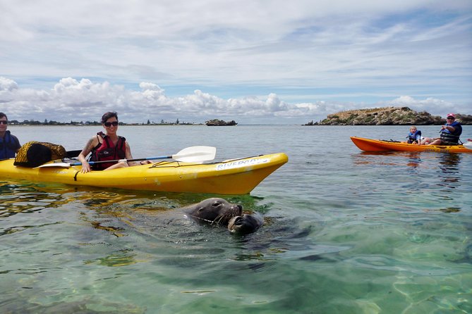 Seal Island and Penguin Island or Point Peron Sea Kayak Tour - The first paddle to Seal Island