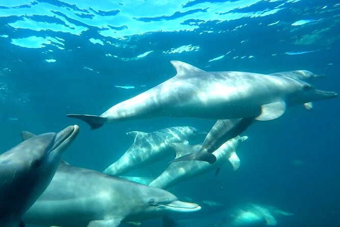 Seal Island and Penguin Island or Point Peron Sea Kayak Tour - Lunch, snorkeling, and free time