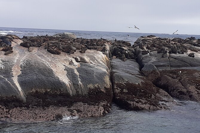 Seal Island,Cape of Good Hope&Penguins Shared Tour,From Cape Town - Boulders Beach and African penguins
