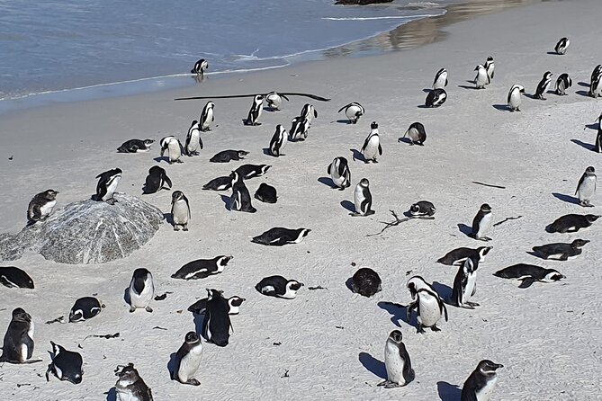Seal Island,Cape of Good Hope&Penguins Shared Tour,From Cape Town - Hout Bay and the optional Seal Island boat