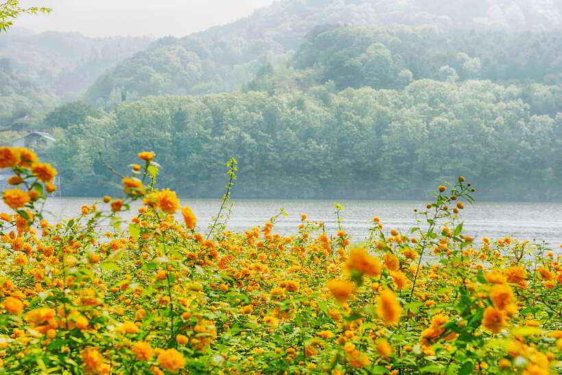 Seoul: Nami Island & Gangchon Rail Bike One Day Tour - FAQ