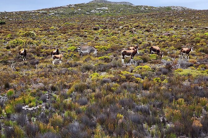 Shared Half Day Tour in Cape Peninsula with African Penguins - Maidens Cove gives you Cape Town’s classic opening view