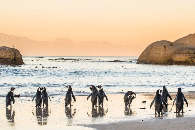 Shared Half Day Tour in Cape Peninsula with African Penguins - Boulders Beach offers the tour’s most distinctive wildlife stop