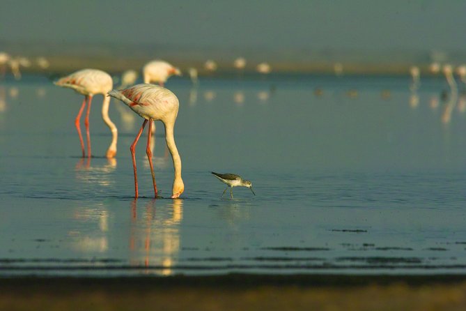 Shore Excursion - Flamingos ,Dune7,Welwitschia, Moonlandscape,Oasis,Swakopmund. - Dune 7, with a cash-only entrance fee