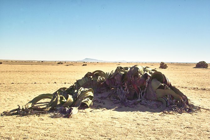 Shore Excursion - Flamingos ,Dune7,Welwitschia, Moonlandscape,Oasis,Swakopmund. - Is the $171.51 price good value?