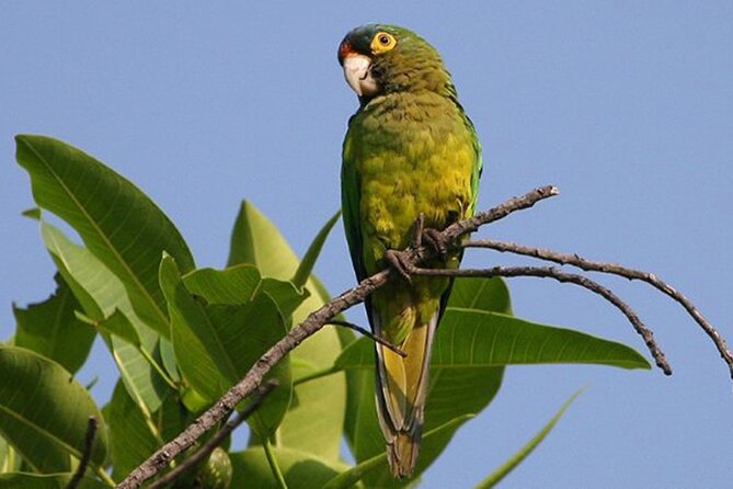 SIerra Madre Highland bird and Tuito - Starting before sunrise at Ecotours Vallarta