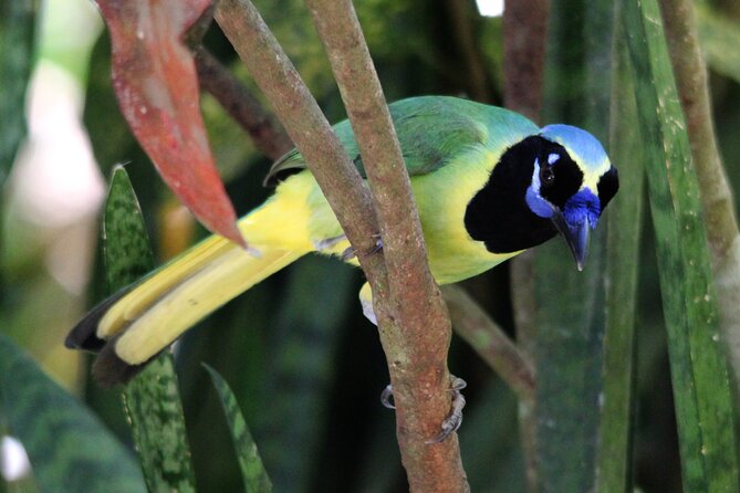 SIerra Madre Highland bird and Tuito - Searching roadside forest for species you might miss alone