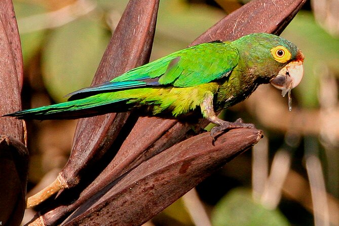 SIerra Madre Highland bird and Tuito - The Military Macaw Sanctuary and Rancho Primavera