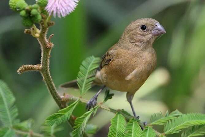 SIerra Madre Highland bird and Tuito - What the ride is really like