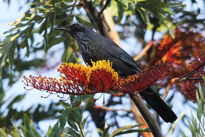 SIerra Madre Highland bird and Tuito - Food, equipment, and the value of the package